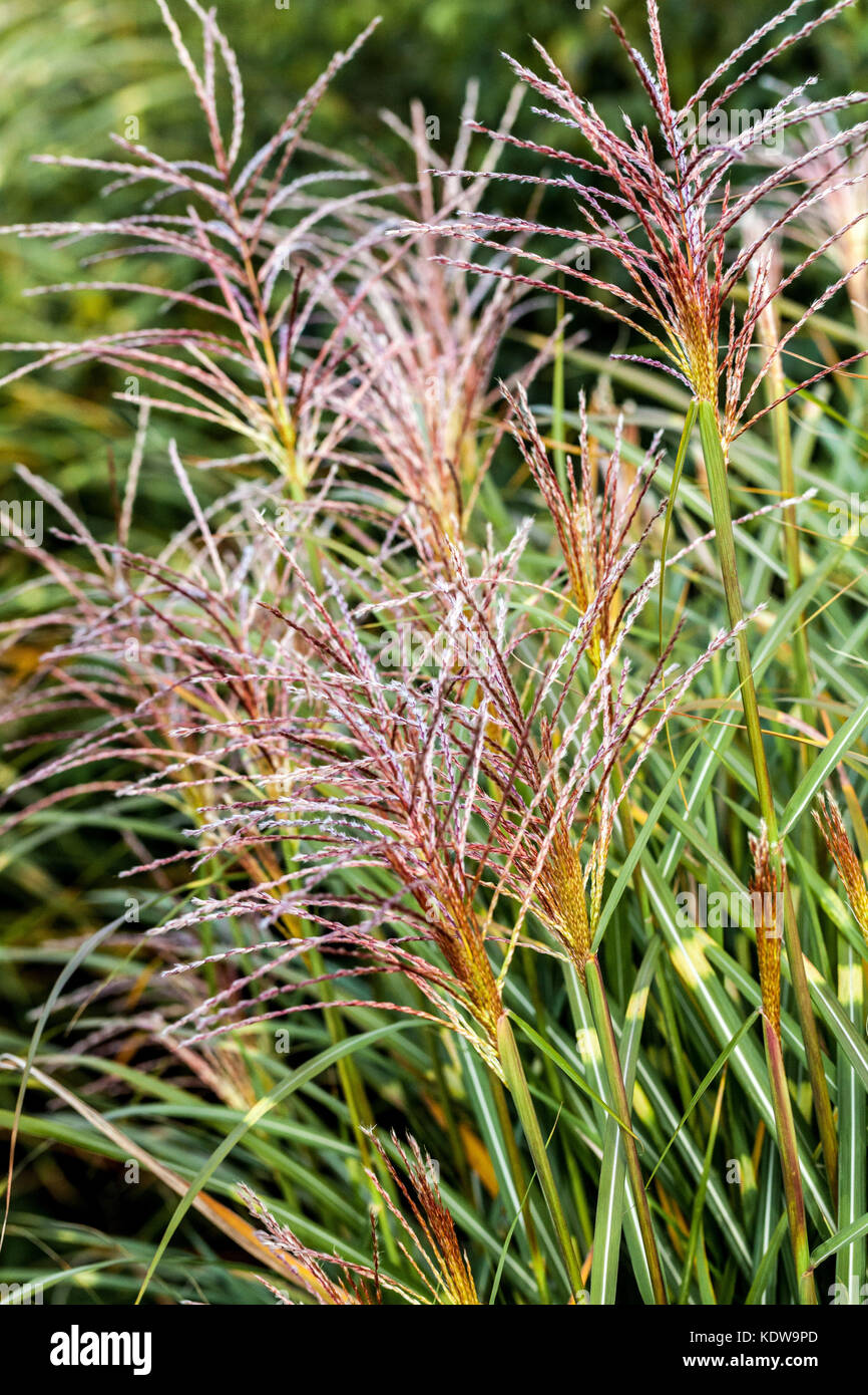 Chinesische silber Gras, Miscanthus sinensis 'Puenktchen' Stockfoto