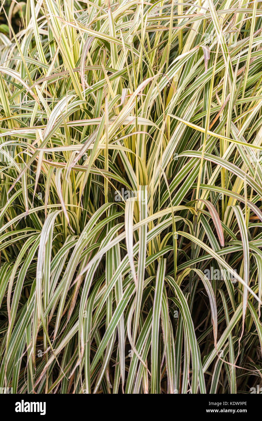 Chinesische silber Gras, Miscanthus sinensis 'Dixieland' Stockfoto