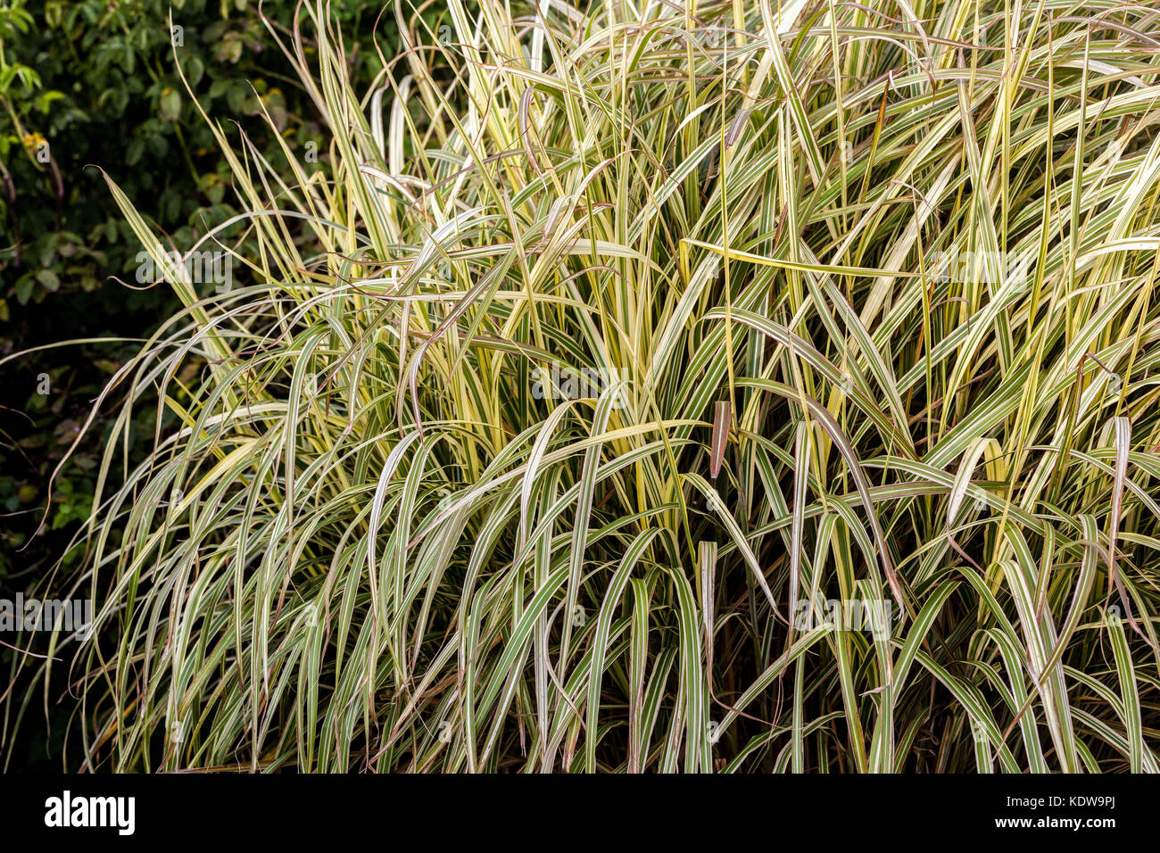 Chinesische silber Gras, Miscanthus sinensis 'Dixieland' Stockfoto
