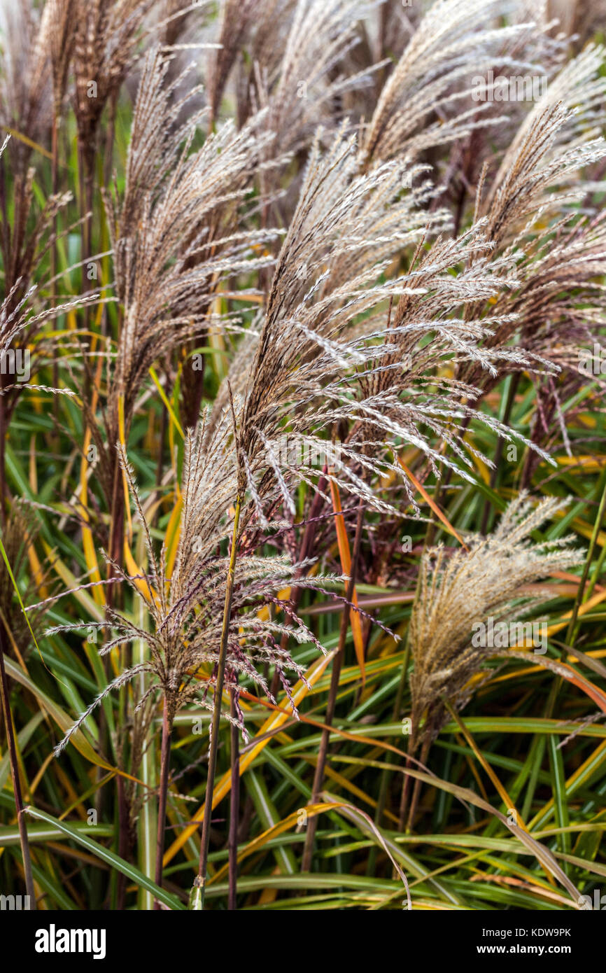 Chinesische silber Gras, Miscanthus sinensis ilberturm' Stockfoto