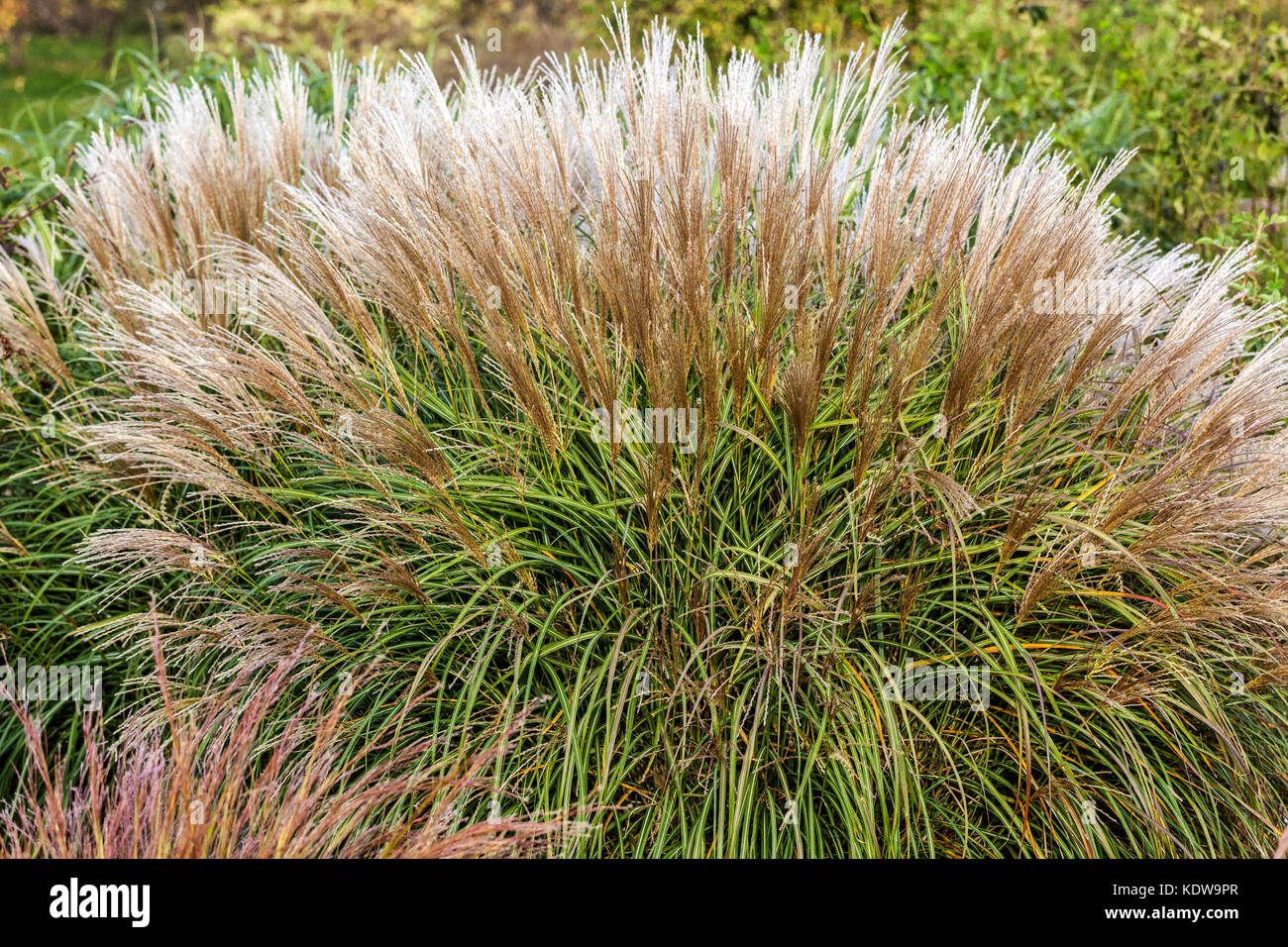 Chinesische silber Gras, Miscanthus sinensis 'Adagio' Stockfoto
