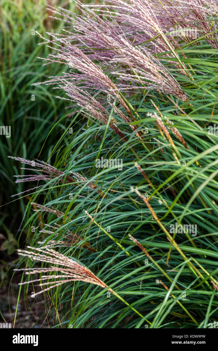Chinesische silber Gras, Miscanthus sinensis 'Krater' Stockfoto