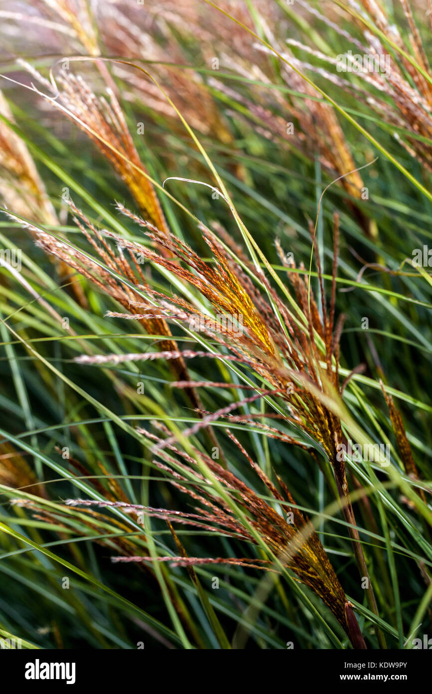 Chinesische silber Gras, Miscanthus sinensis 'Yaku Jima' Stockfoto
