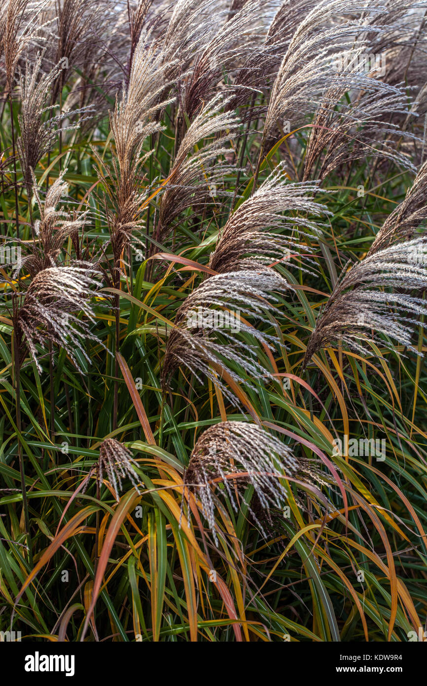 Chinesische silber Gras, Miscanthus sinensis ilberturm' Stockfoto