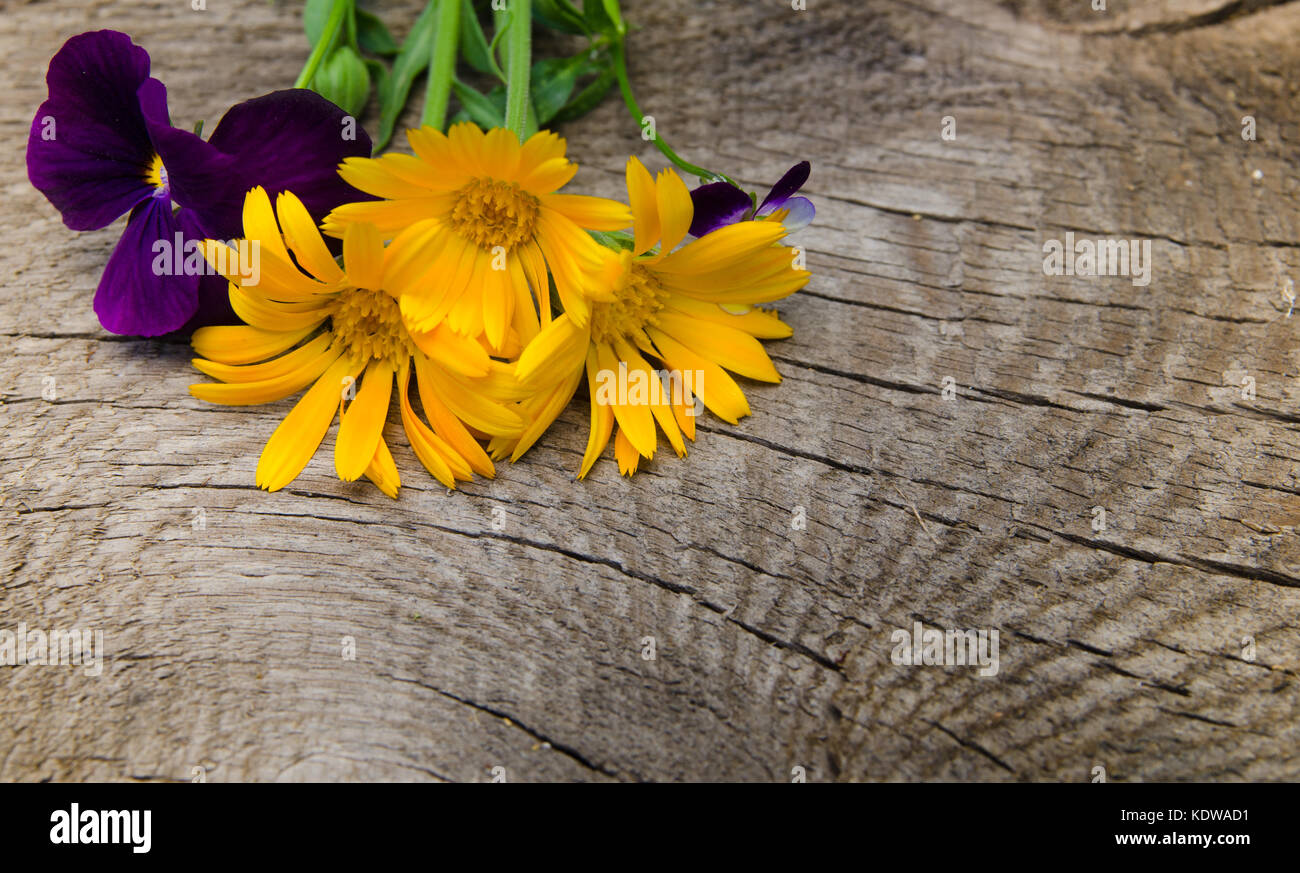 Blüten der Calendula und Veilchen mit einem Schaft auf einem Holzbrett mit Rissen, Textur, Hintergrund Stockfoto