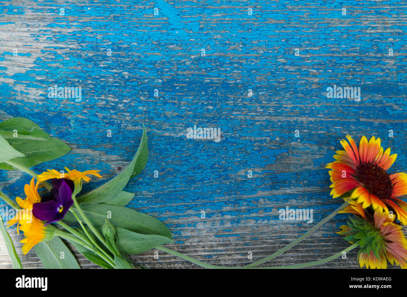 Blumen am Rand einer aus Holz, blau lackiert Board mit Rissen, Textur, Hintergrund, wallpaper Stockfoto