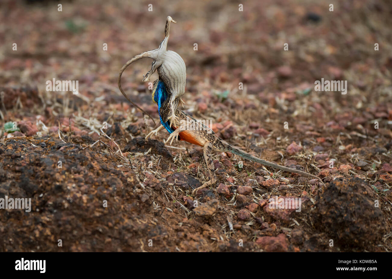 Das Bild der Ventilator throated Lizard (Sitana ponticeriana) Paarungsverhalten wurde in Satara, Maharashtra, Indien genommen Stockfoto