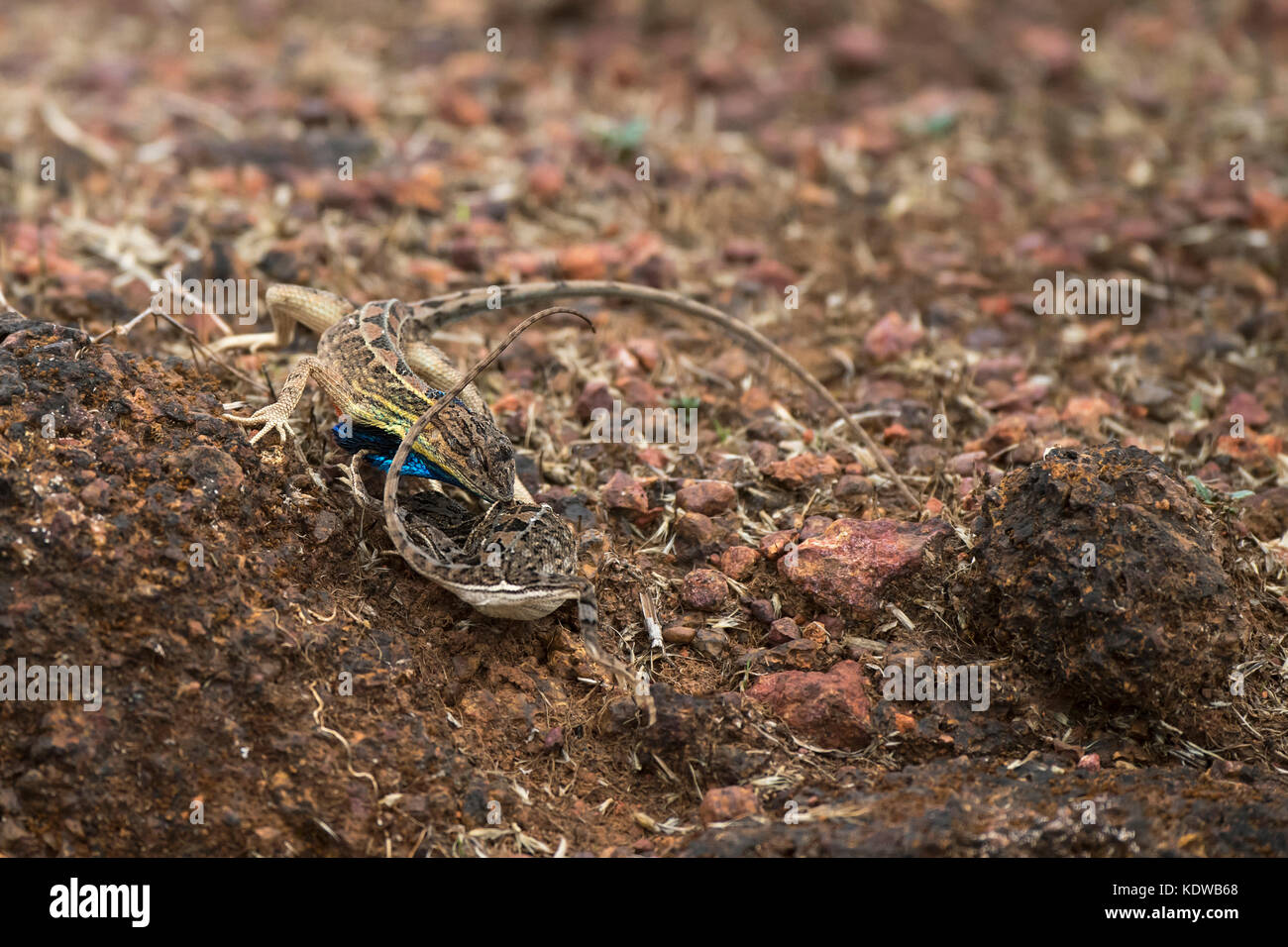 Das Bild der Ventilator throated Lizard (Sitana ponticeriana) Paarungsverhalten wurde in Satara, Maharashtra, Indien genommen Stockfoto