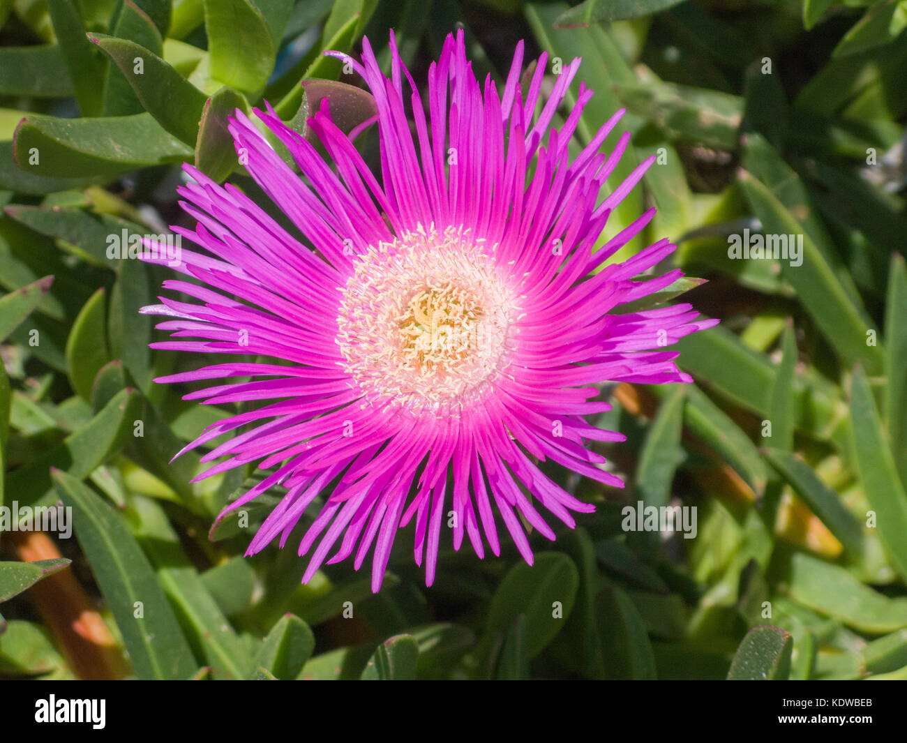 Mittelmeer Pflanzen Stockfotos & Mittelmeer Pflanzen Bilder Alamy