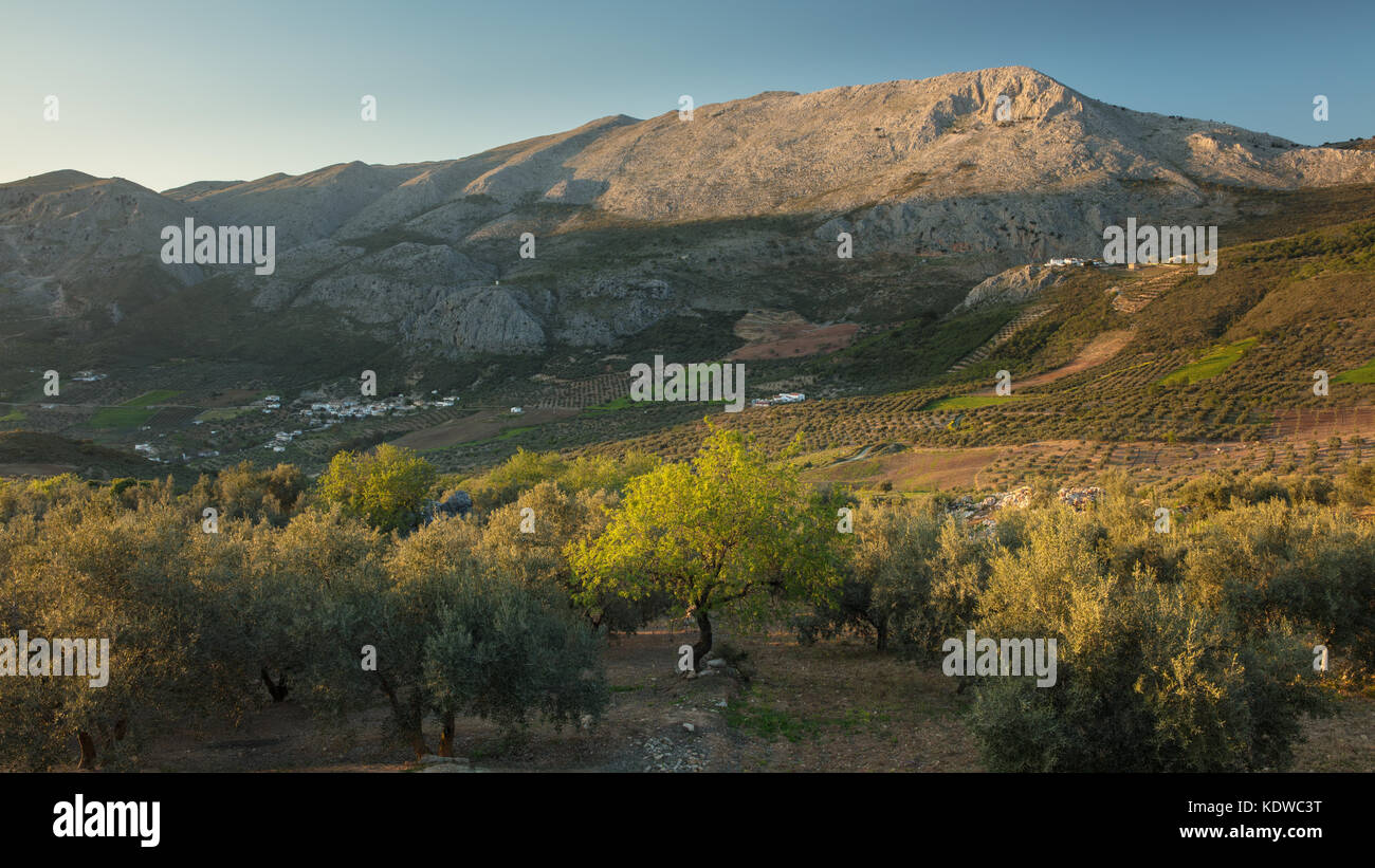 Olivenhaine an den Hängen der Sierra de Tejeda, Axarquia, der Provinz Malaga, Andalusien, Spanien Stockfoto