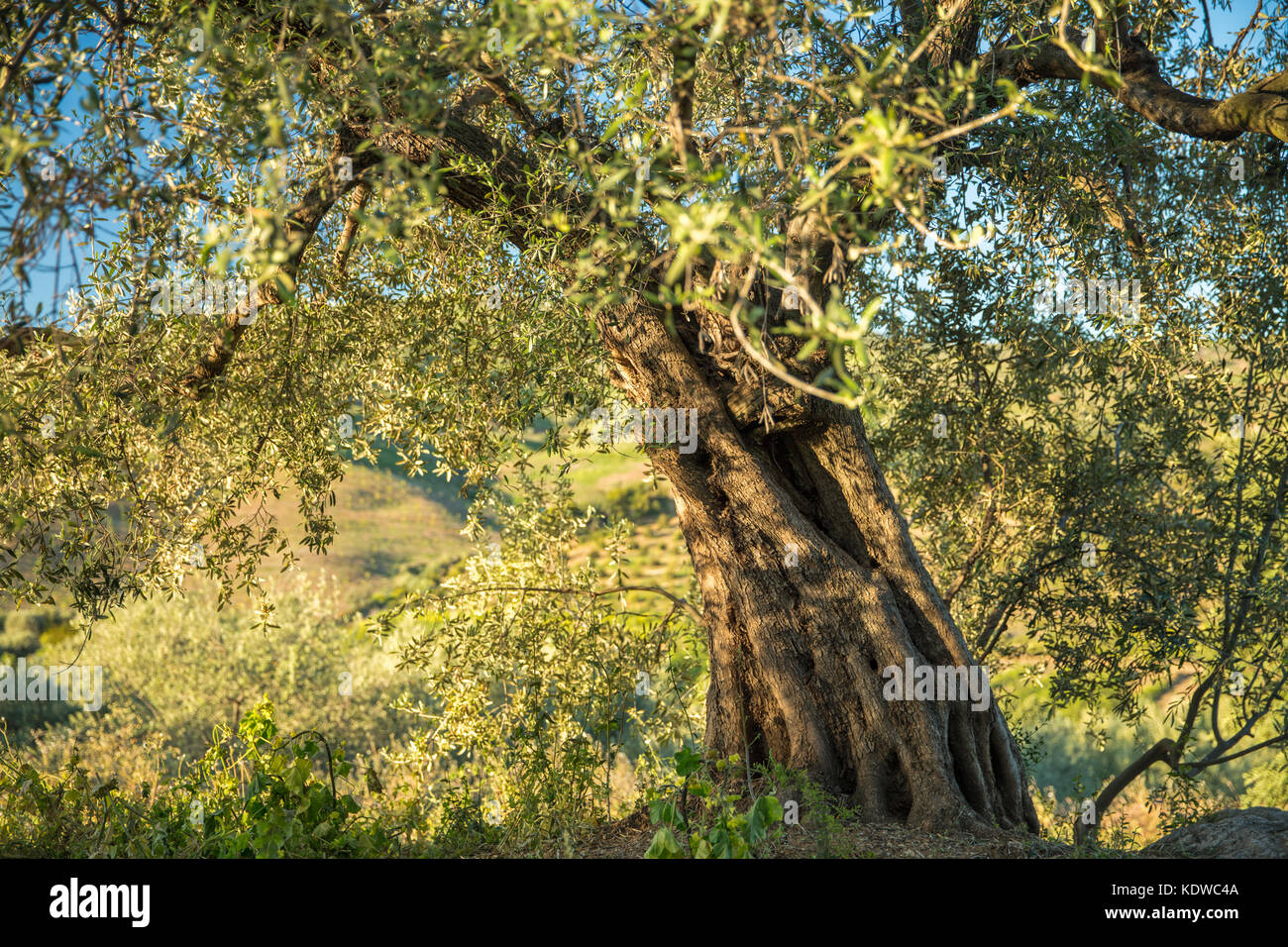 Ein Olivenbaum in der Nähe Periana, Axarquia, der Provinz Malaga, Andalusien, Spanien Stockfoto