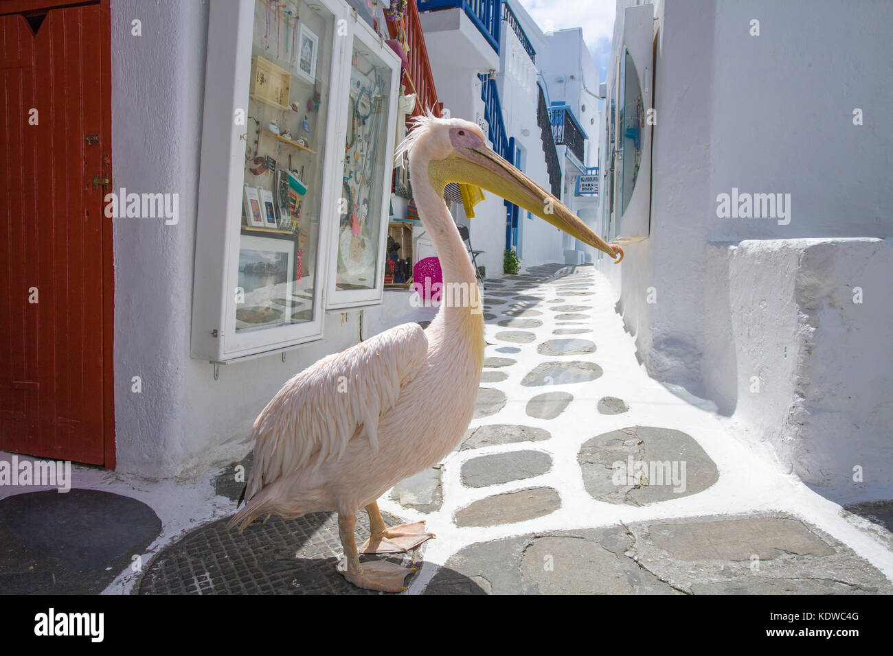 Pelikan Petro, Great White Pelican (pelecanus onocrotalus) zu Fuß in einer Gasse mit Souvenirläden, Mykonos Stadt, Mykonos, Kykladen, Ägäis, Griechenland Stockfoto