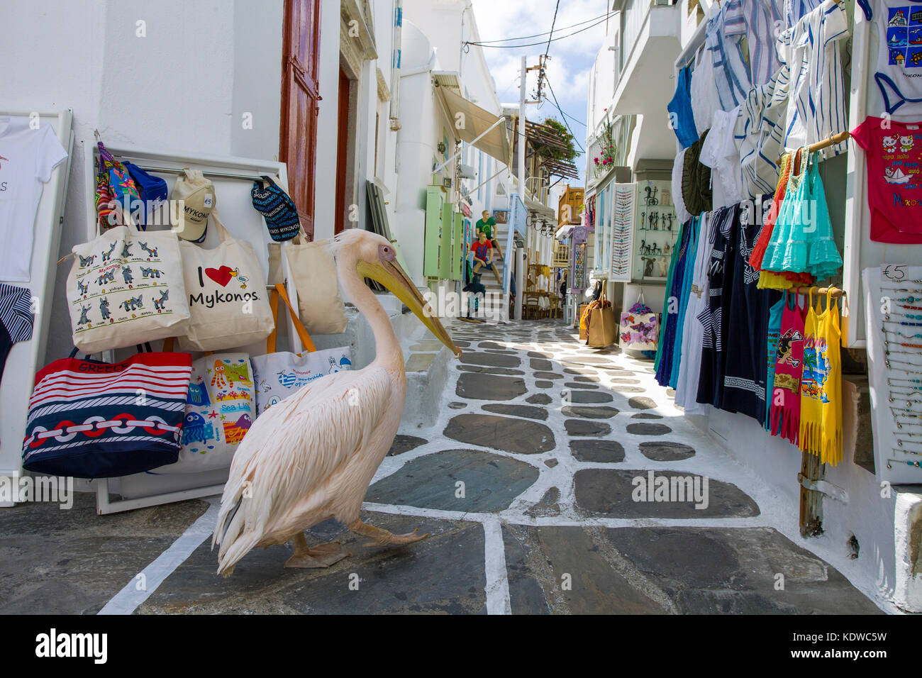 Pelikan Petro, Great White Pelican (pelecanus onocrotalus) zu Fuß in einer Gasse mit Souvenirläden, Mykonos Stadt, Mykonos, Kykladen, Ägäis, Griechenland Stockfoto