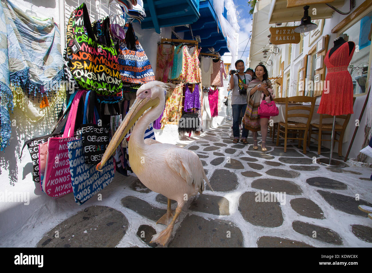 Pelikan Petro, Great White Pelican (pelecanus onocrotalus) zu Fuß in einer Gasse mit Souvenirläden, Mykonos Stadt, Mykonos, Kykladen, Ägäis, Griechenland Stockfoto