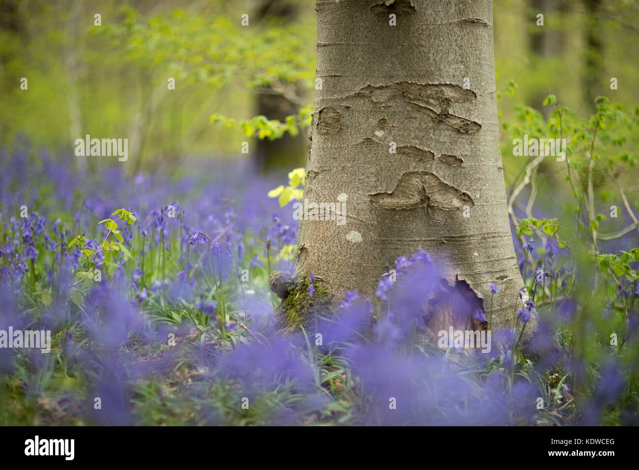 Bluebells in den Wäldern auf Bulbarrow Hill, Dorset, England, Großbritannien Stockfoto