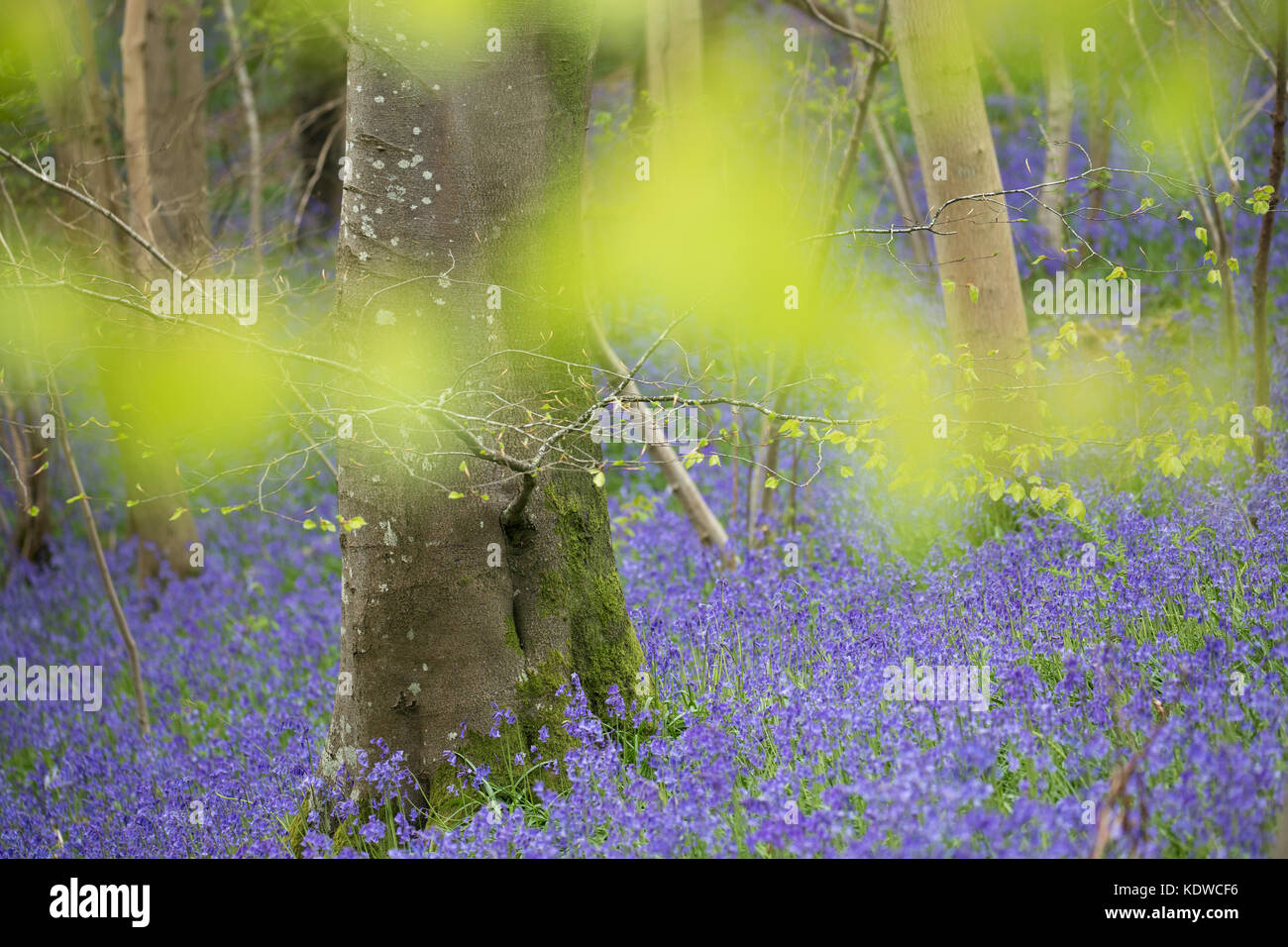 Bluebells in den Wäldern auf Bulbarrow Hill, Dorset, England, Großbritannien Stockfoto