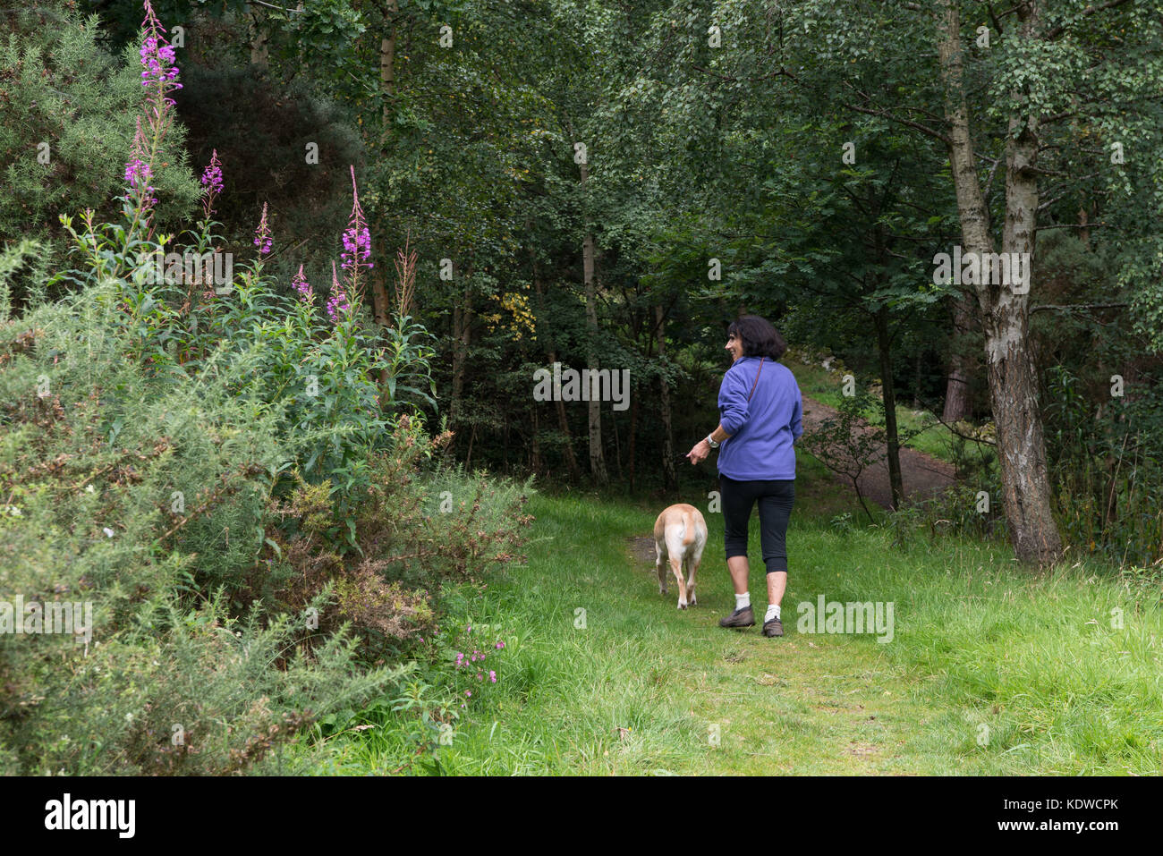 Frau zu ihrem Hund St Ronan's Wood, Innerleithen, Schottland. Sommer. Stockfoto