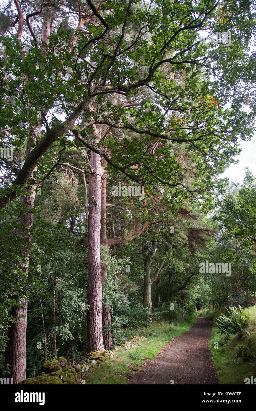 Des Hl. Ronan Holz, Innerleithen, Schottland. Sommer. Stockfoto