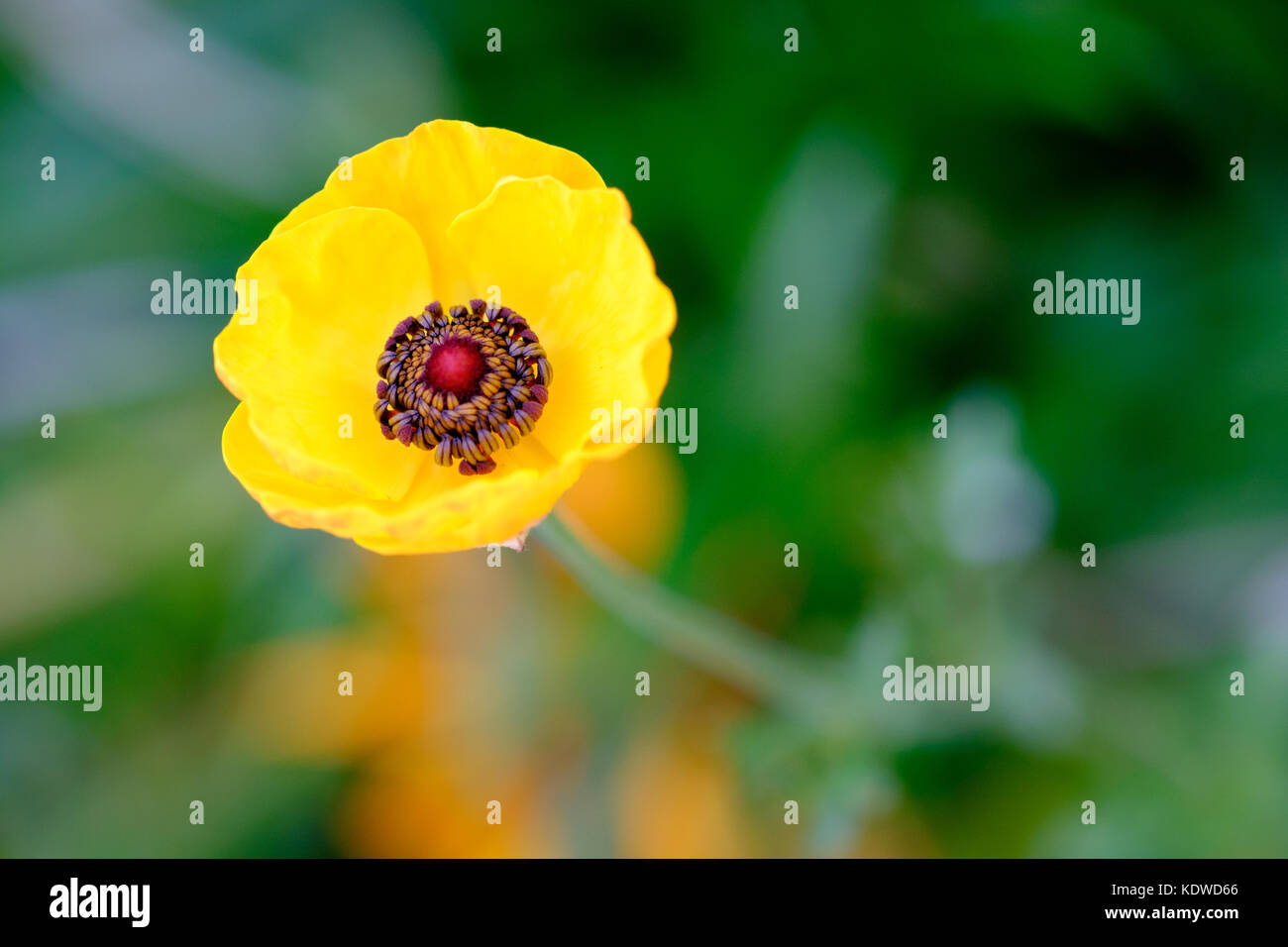 In der Nähe Bild von einer einzigen Gelben Turbane Hahnenfuß (Ranunculus asiaticus) Blume in voller Blüte. Stockfoto