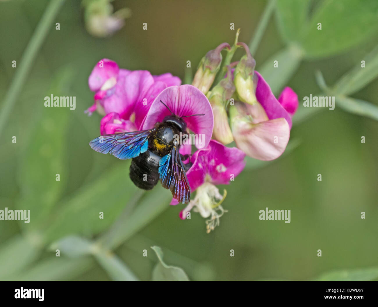 Violett Tischler Biene auf Blume Stockfoto