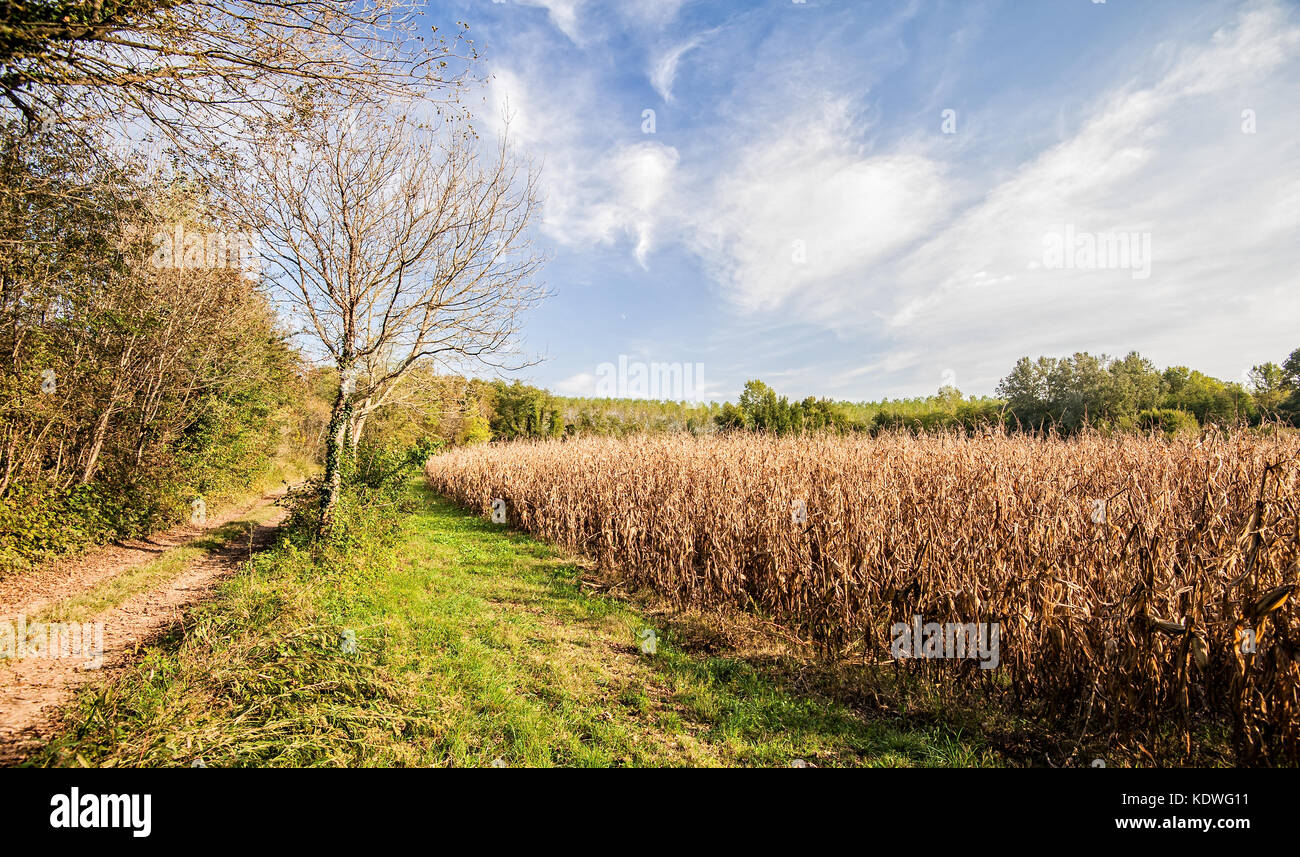 Landwirtschaftliche Landschaft. Feld von Mais zur Ernte bereit. Bäume, Himmel und Landstraße. Stockfoto