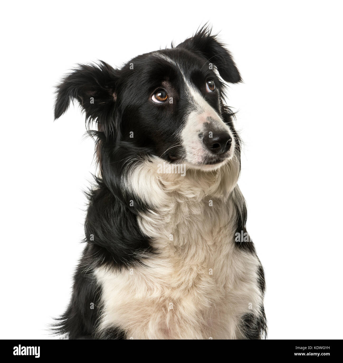 Nahaufnahme einer Border Collie vor einem weißen Hintergrund Stockfoto