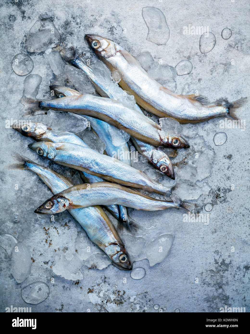 Frische Fische fangen shishamo voll Eier flach auf schäbige Metall Hintergrund. shishamo Fisch ist Fisch für die japanische Küche kochen Tempura. Frische sh Stockfoto