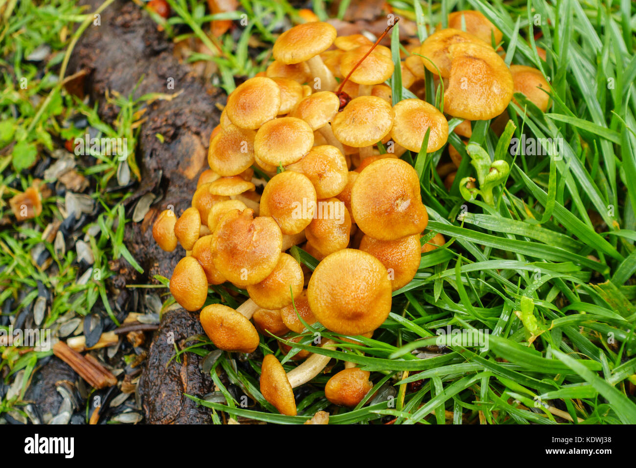 Ein Patch von Honig Pilz Armillaria Mellea Pilze, wachsende um Crabapple, Malus, Baumwurzeln in einem städtischen Rasen in Oklahoma City, Oklahoma, USA. Stockfoto