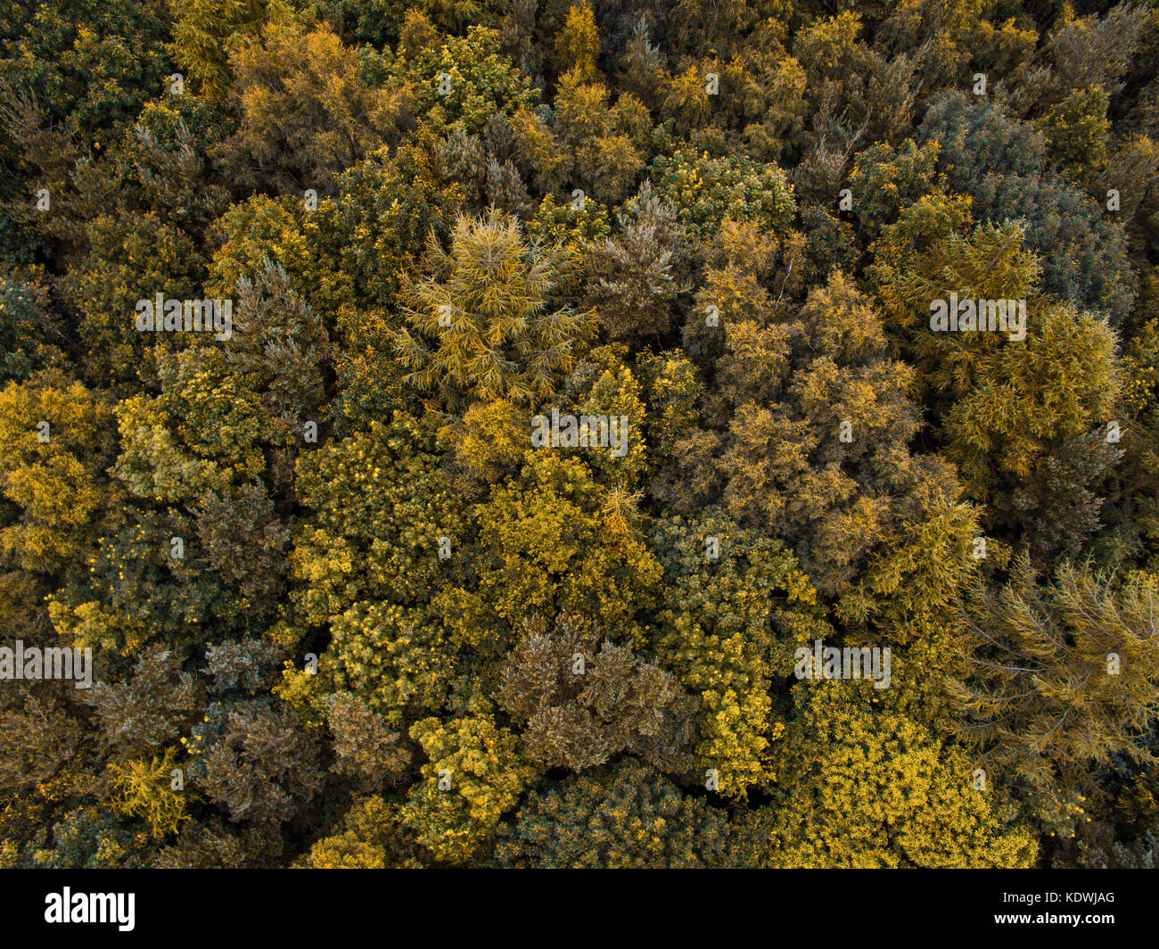 Fliegen über einem schönen British Forrest woodland mit einem dji Phantom 3 Standard drone Aufnehmen von Fotos Stockfoto