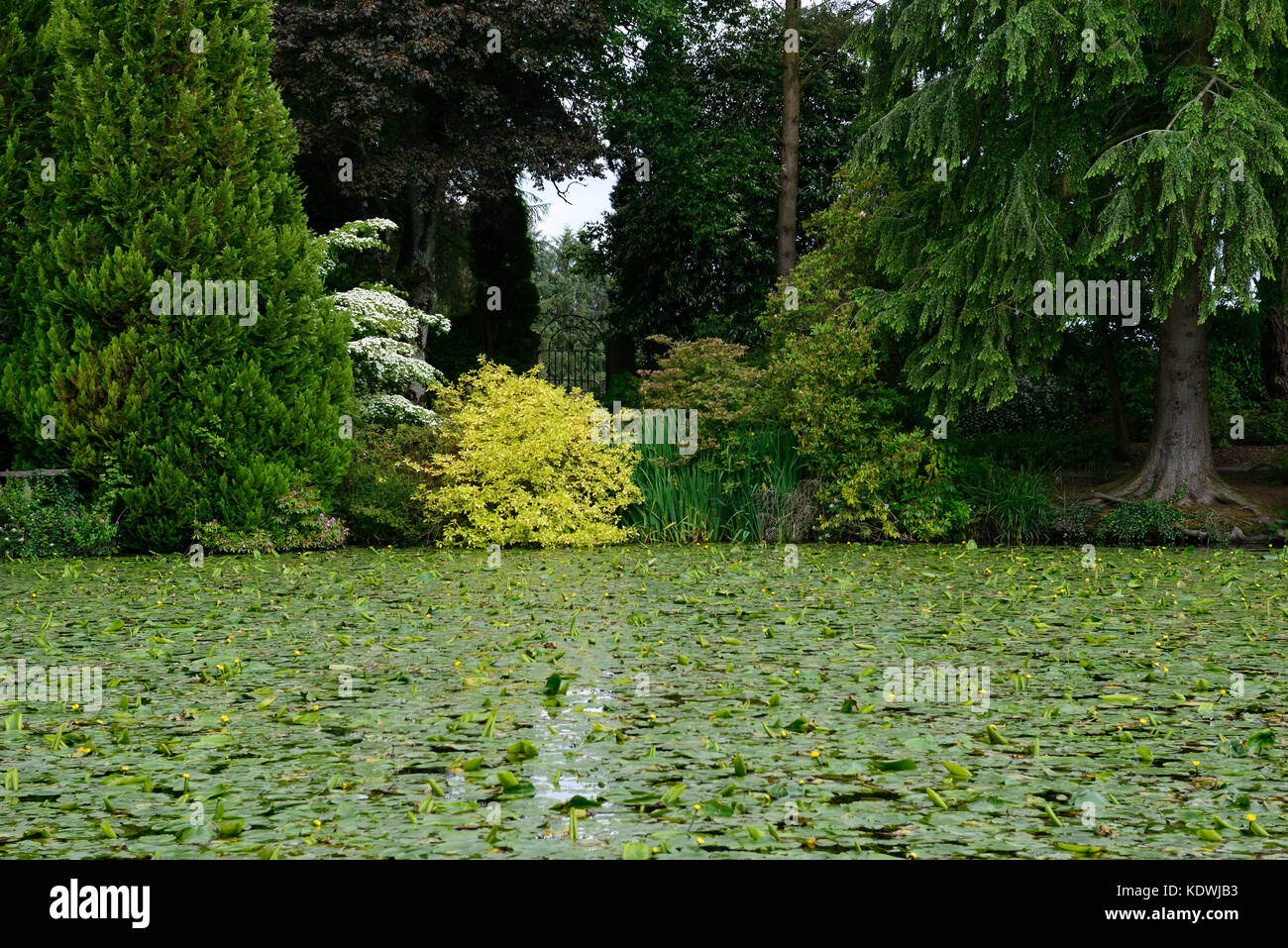 See, Teich, Altamont Gardens, Frühling, Hartriegel, weiße Blüten, Blütezeit, Carlow, formal, mehrjährig, Gärten, Blumen, RM Floral Stockfoto