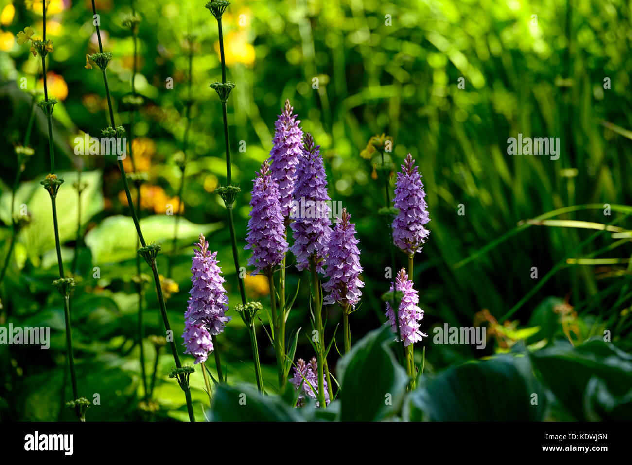 Dactylorhiza fuchsii, gemeinsame getupft Orchidee, Blüte, Lila, Blüte, Blumen, Grün, Laub, Blätter, Pflanzen, Stauden, Marsh Orchideen, f Stockfoto