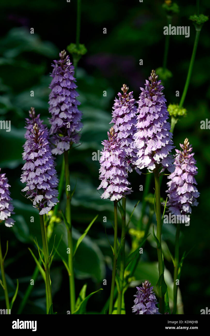 Dactylorhiza fuchsii, gemeinsame getupft Orchidee, Blüte, Lila, Blüte, Blumen, Grün, Laub, Blätter, Pflanzen, Stauden, Marsh Orchideen, f Stockfoto