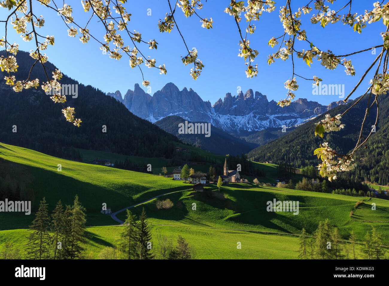 Blühende Frames das Dorf St. Magdalena und die Geislerspitzen. Villnösser Tal Südtirol Dolomiten Italien Europa Stockfoto
