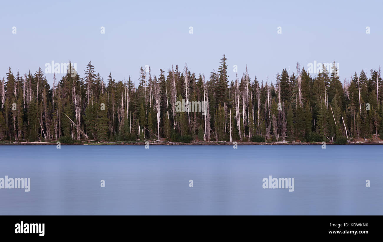 Gebleicht Bäume am großen See in der Willamette National Forest, Oregon Stockfoto