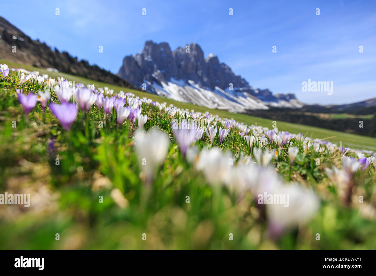 Blumen blühen auf den Wiesen am Fuße der Geisler. malga gampen Villnösser Tal Südtirol Dolomiten Italien Europa Stockfoto
