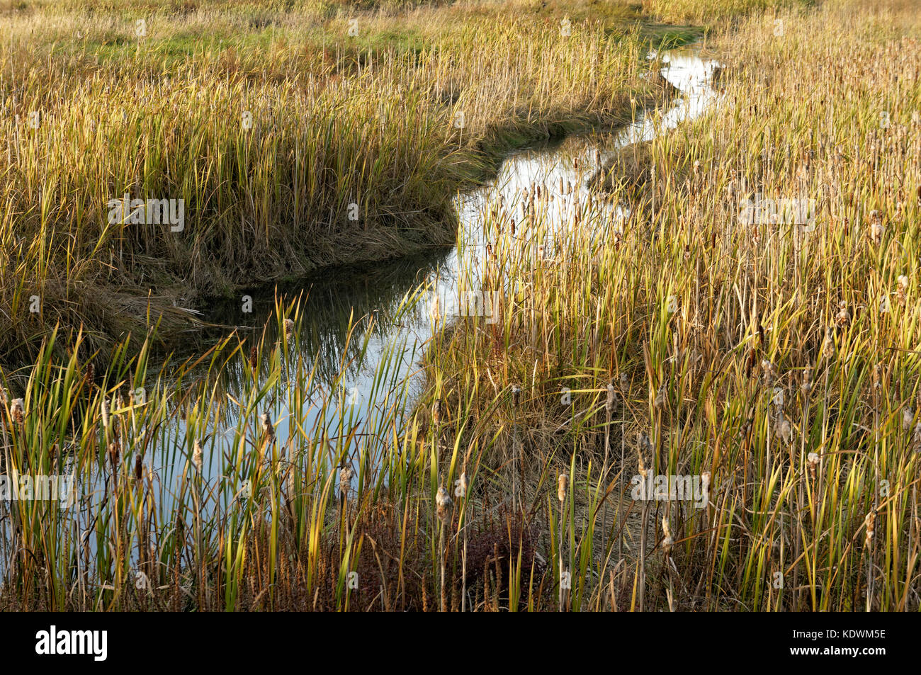Kanal in der ladner Sümpfe in den Fraser River, South Delta, British Columbia, Kanada Stockfoto