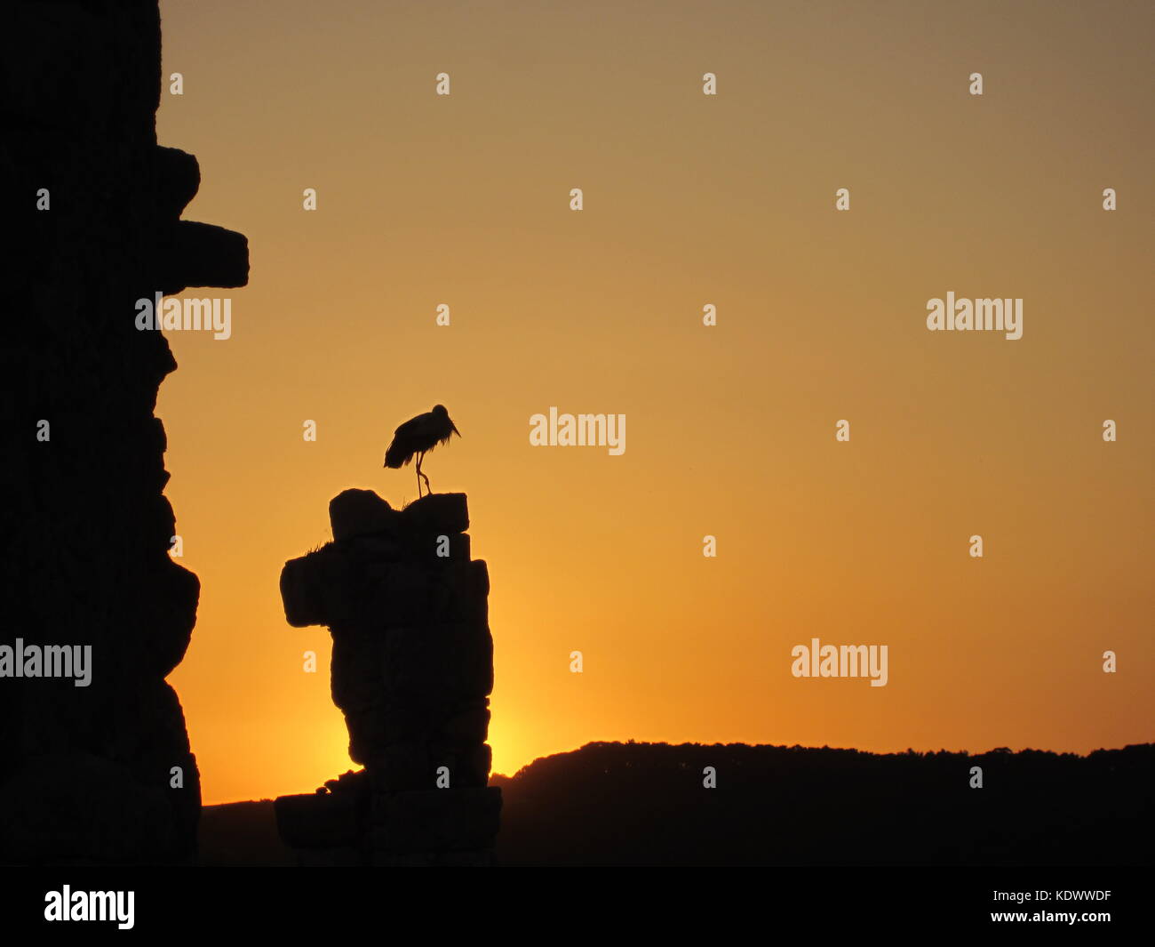 Silhouette von Heron bei Sonnenuntergang auf einer Ruine Spalte in efes, Türkei. Stockfoto
