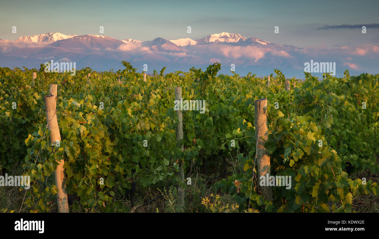 Ersten Licht auf die Anden von den Weinbergen der Uco Tal, Provinz Mendoza, Argentinien Stockfoto