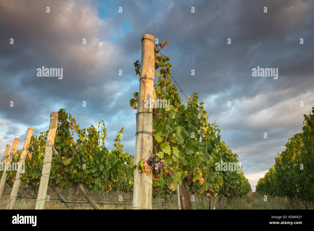 Reifung der Trauben in den Weinbergen der Uco Tal nr Tupungato, Mendoza, Provinz, Argentinien Stockfoto