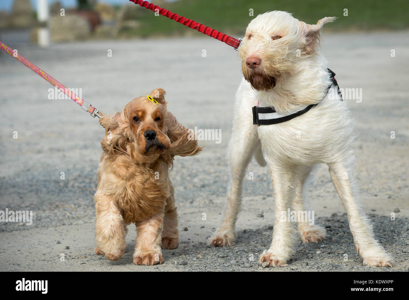 10-jähriger cocker spaniel Lily (links) und zwei-jährige italienische spinone Lottie auf ihren Wanderungen in starken Winden am Lands End, Cornwall, als Hurrikan Ophelia hits Großbritannien und Irland mit Böen von bis zu 80 mph. Stockfoto