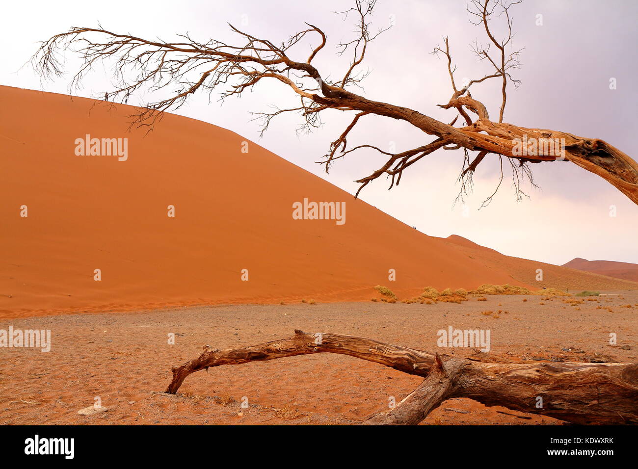 Sossusvlei: tote Akazien in der Wüste Namib, Namibia Stockfoto