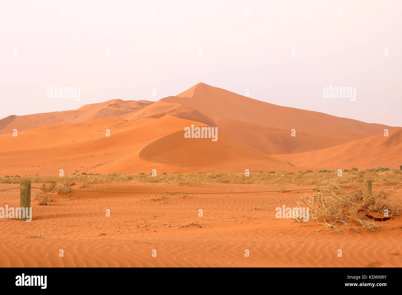 Sossusvlei: tote Akazien in der Wüste Namib, Namibia Stockfoto