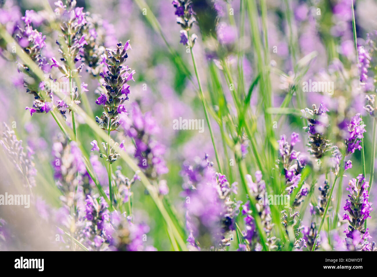 Wilde Lavendel im Feld, ein sonniger Tag, in der Nähe Stockfoto