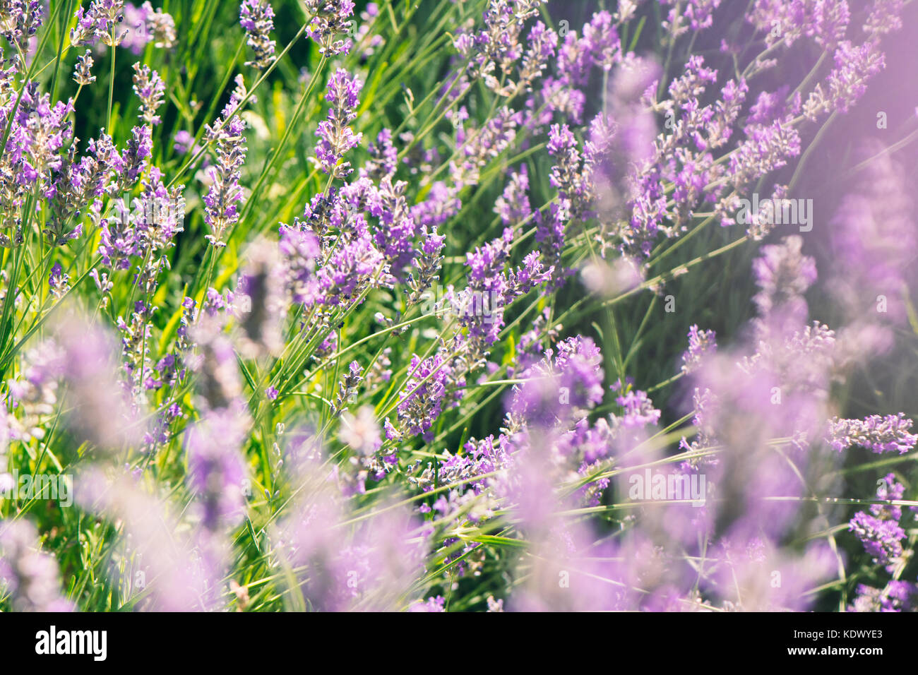 Wilde Lavendel im Feld, ein sonniger Tag, in der Nähe Stockfoto