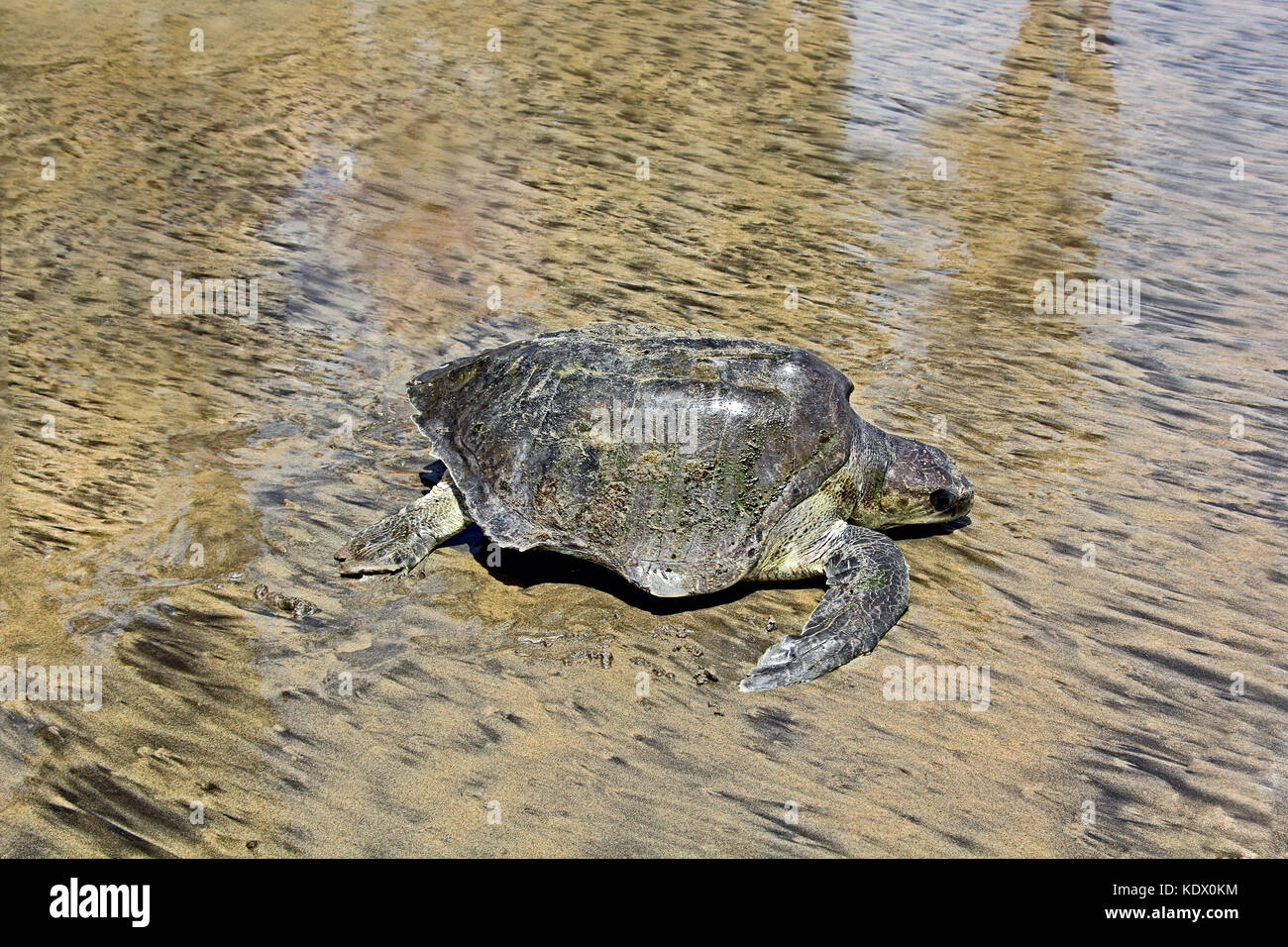 Karettschildkröte, Caretta caretta, kriechen zurück zum Meer nach in einem Fischnetz in Arambol Beach in Goa eingeschlossene gerettet, Indien. Stockfoto