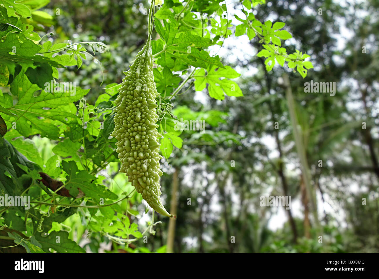 Reifung organische bitteren Kürbis, momordica charantia, wachsen im Gemüsegarten in Kerala, Indien. Beide Frucht und Blatt pflanzliche Arzneimittel Eigenschaften haben Stockfoto