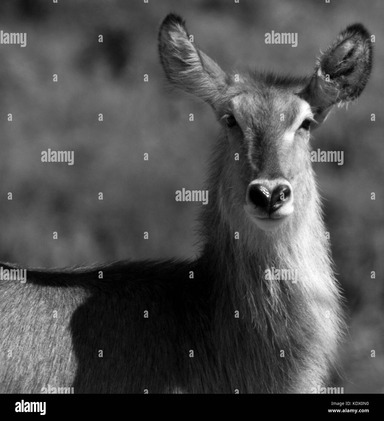 Weibliche wasserbock Portrait, Schwarze und Weiße, Krüger Nationalpark, Südafrika Stockfoto