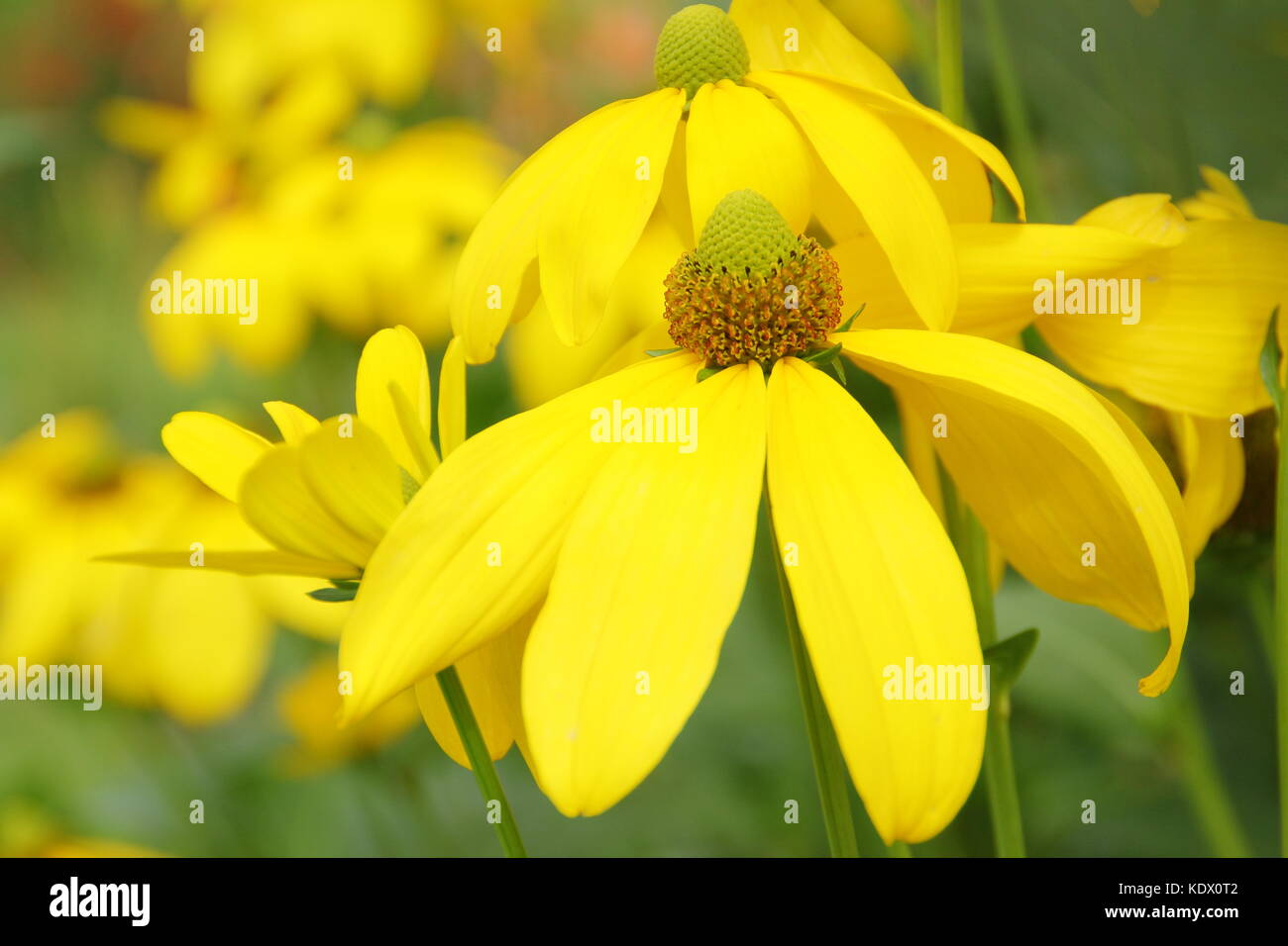 Rudbeckien baumannii Herbstsonne, auch genannt Rudbeckia Herbstsonne, Kornrade, in voller Blüte in einem Englischen Garten im Spätsommer, Großbritannien Stockfoto