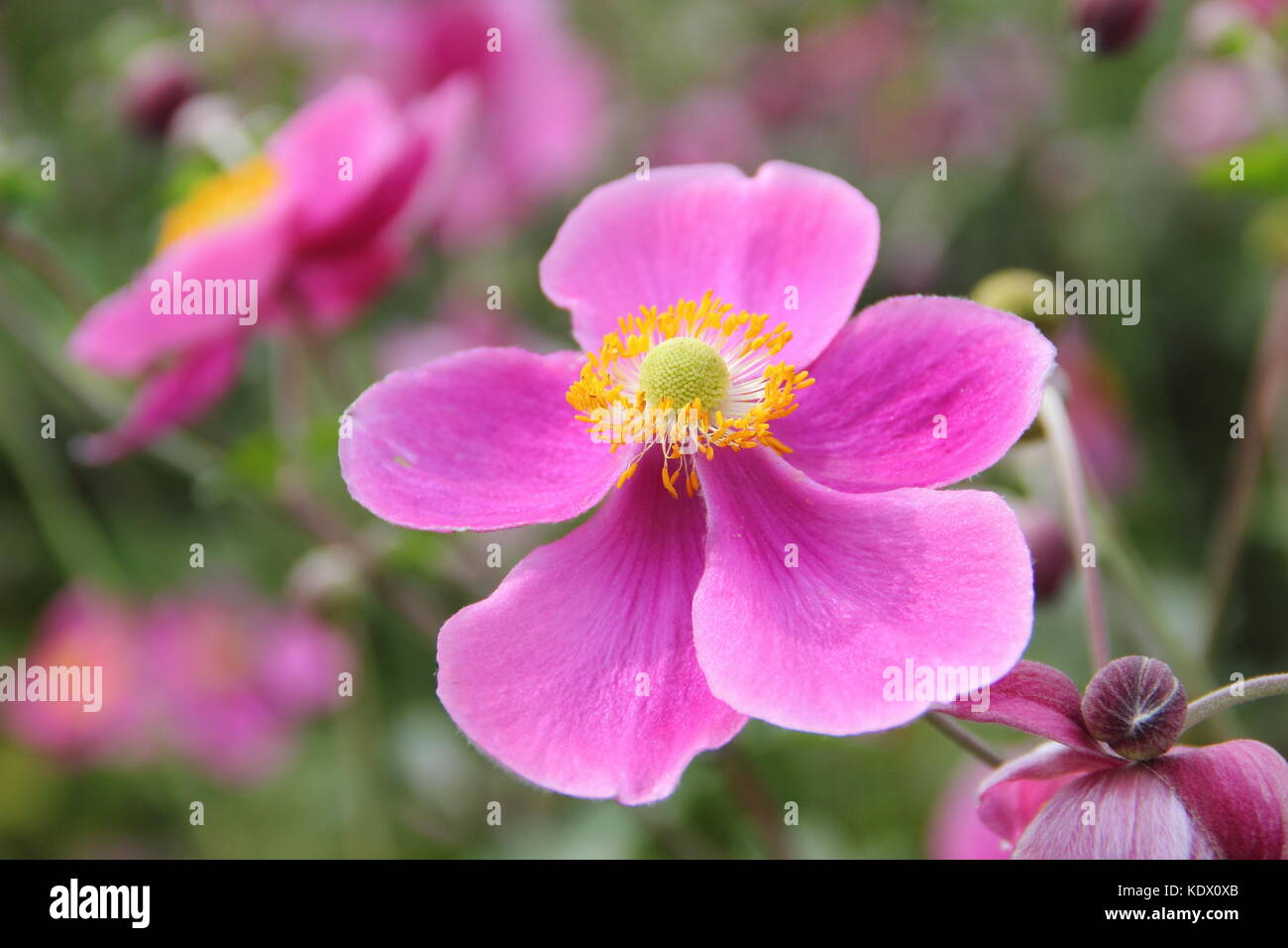 Garten der anemonen Fotos und Bildmaterial in hoher Auflösung Alamy