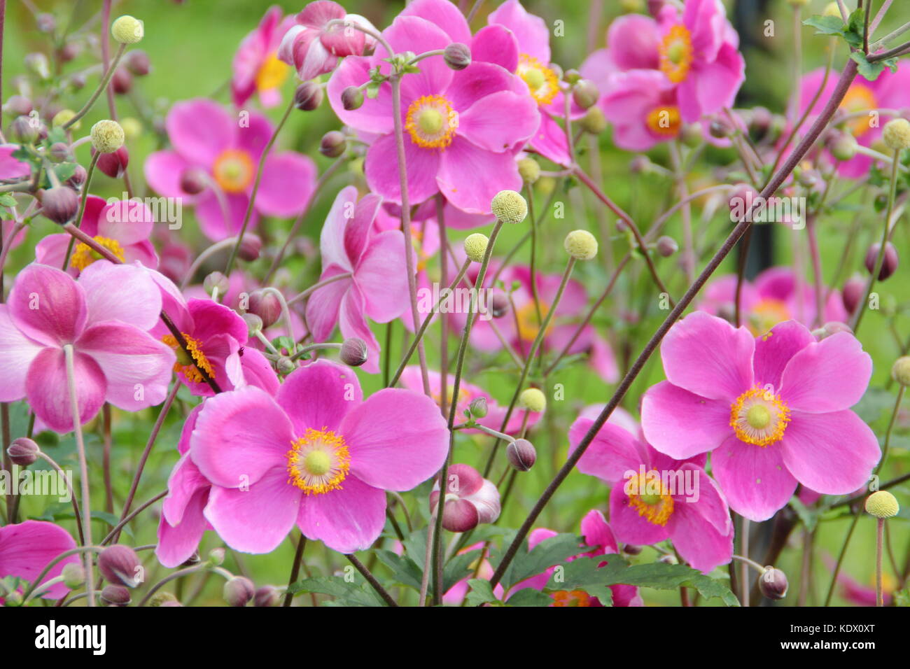 Anemone 'Hadspen Fülle', Japanische Anemone, blühende, in der Grenze ein Englischer Garten im Spätsommer, Großbritannien Stockfoto